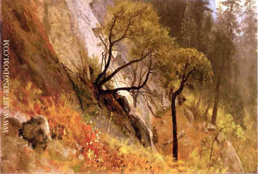 Landscape Study Yosemite California