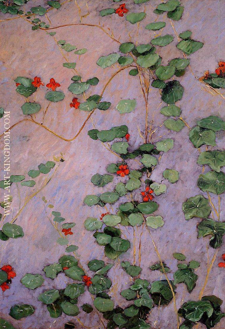 Nasturtiums