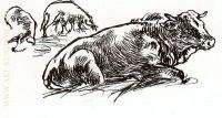 Vacas