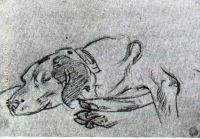 Perro V 