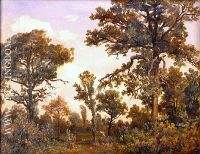 The Large Oak Tree Forest of Fontainebleau