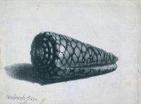 Cone Shell