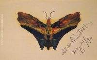 Butterfly second version 