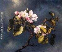 Apple Blossoms