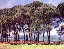 Pine Trees Cap d Antibes