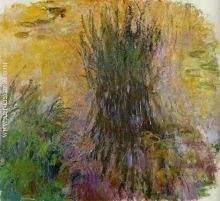Water Lilies 01