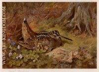 Woodcock and Dog Violets