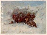 Grouse Sheltering