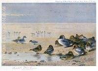 Pintail Wigeon and Teal