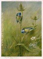 Blue Tits on Teasel