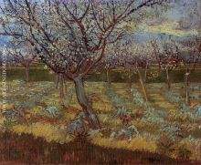 Apricot Trees in Bloom