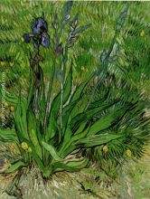 The Iris