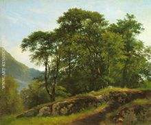 Beech forest in Switzerland