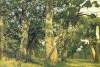 Oaks evening study for picture Oak wood 