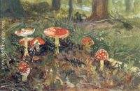 Fly agarics etude 
