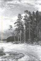 On edge of piny wood