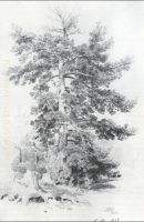 Pine