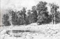 Shore of oak grove of Peter the Great in Sestroretsk