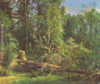 The cut down tree