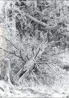 In a forest falled tree