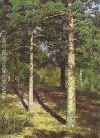 Pine Trees Lit Up by the Sun