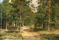 Pine Forest in Sestroretsk