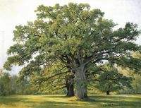 Oaks in the Old Petergof