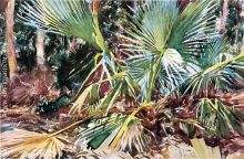 Palmettos Florida