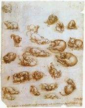 Study of Cat Movements and Position 1517 18