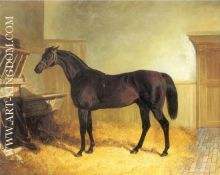 Charles XII a Brown Racehorse in a Stable