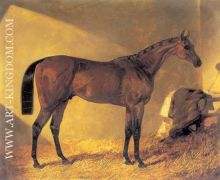 Merry Monarch in a Stall