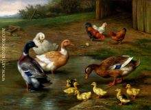 Chickens Ducks And Ducklings Paddling